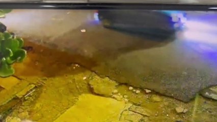 tn7-camara-capta-segundos-previos-a-incidente-en-alajuelita-250225