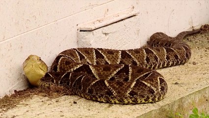 tn7-mordedura-de-serpiente-250225