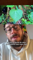 Le Gympie-Gympie, une des plantes les plus toxiques et douloureuses au monde 😳