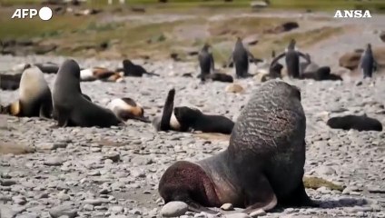 L'iceberg piu' grande del mondo minaccia la fauna selvatica di un'isola