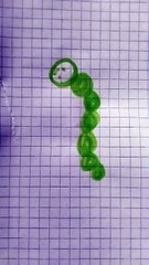 Bruco verde disegno