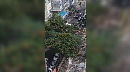 Árbol gigante cae en la calle José Amado Soler, aplasta un carro y bloquea el tránsito