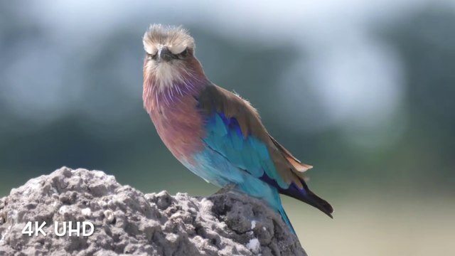 Nature #relaxingmusic #naturevideos #Beautiful