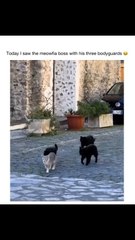 the meowfia boss with his three bodyguards