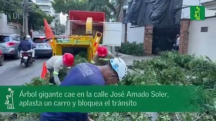 Árbol gigante cae en la calle José Amado Soler, aplasta un carro y bloquea el tránsito