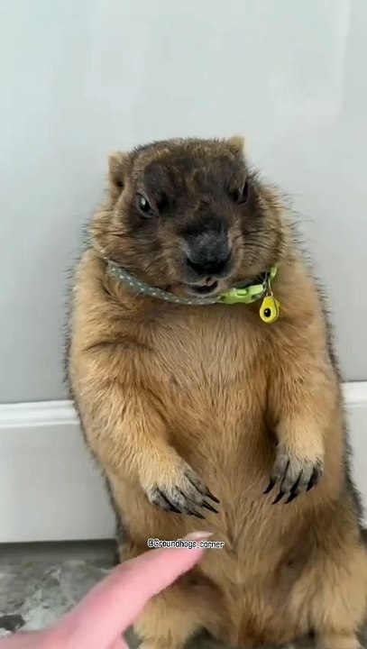 🌍 Discover the amazing world of **Marmots** in our latest adventure docume
