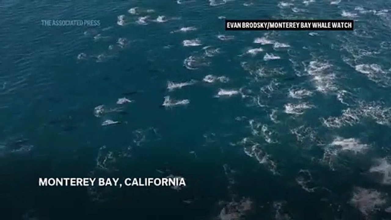Rare video captures super pod of 2,000 dolphins breaching and playing off California coast