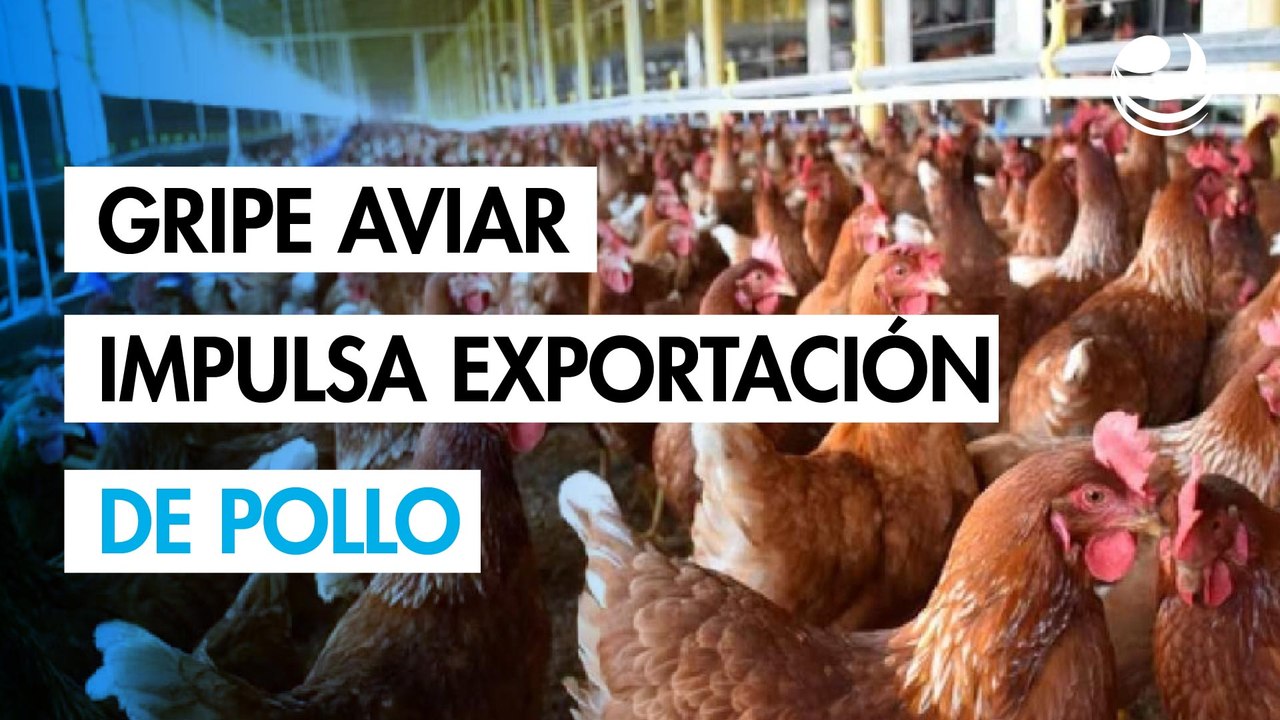 Brotes de gripe aviar impulsan las exportaciones de pollo de Brasil