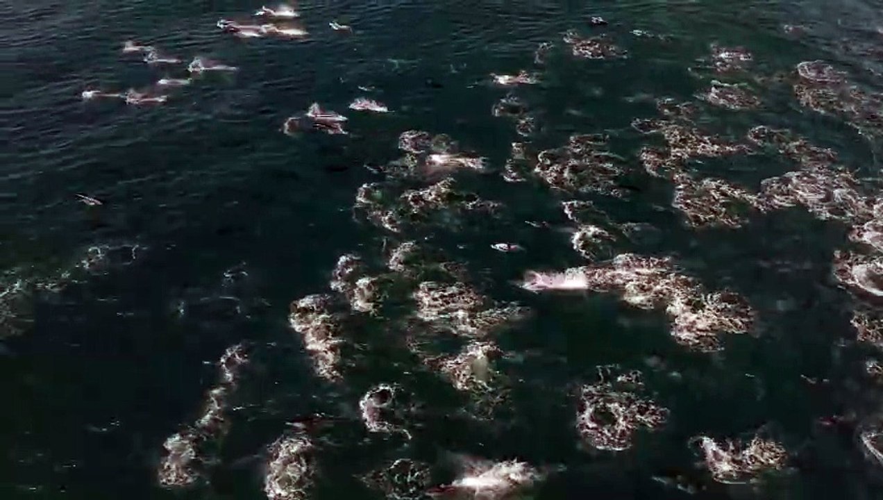Miles de delfines en California