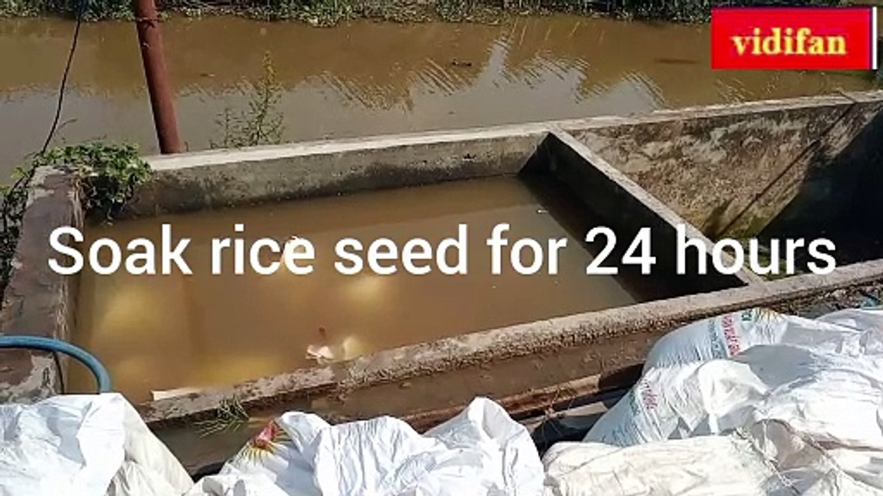 rice seed soaking technique