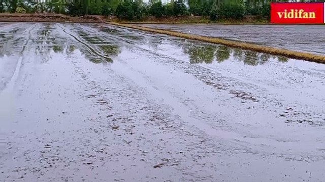 create drainage ditch for rice