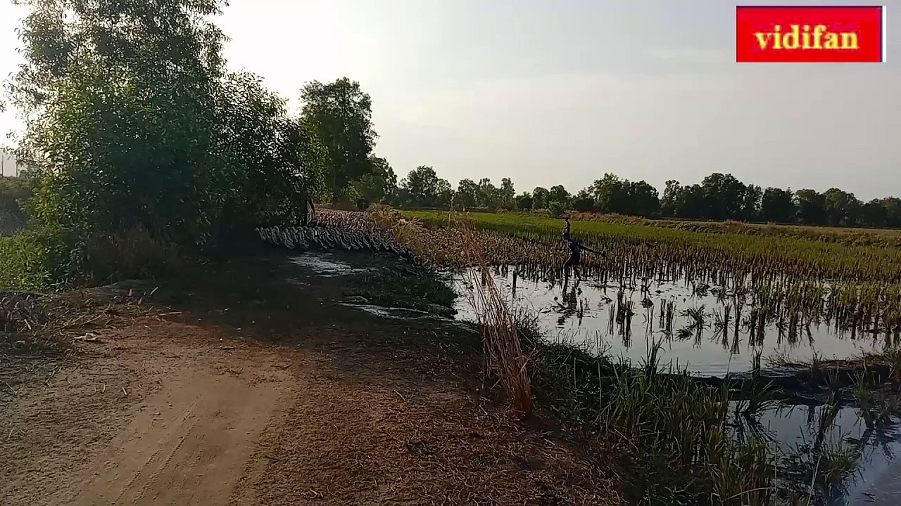 duck herding