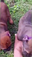 Funny Moments of Cat & Dog Bosses - Episode 54 |  Meow & Woof Universe