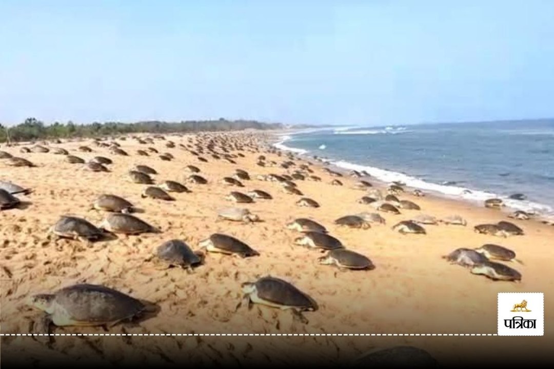 ओडिशा के तट पर आए सात लाख से अधिक समुद्री मेहमान