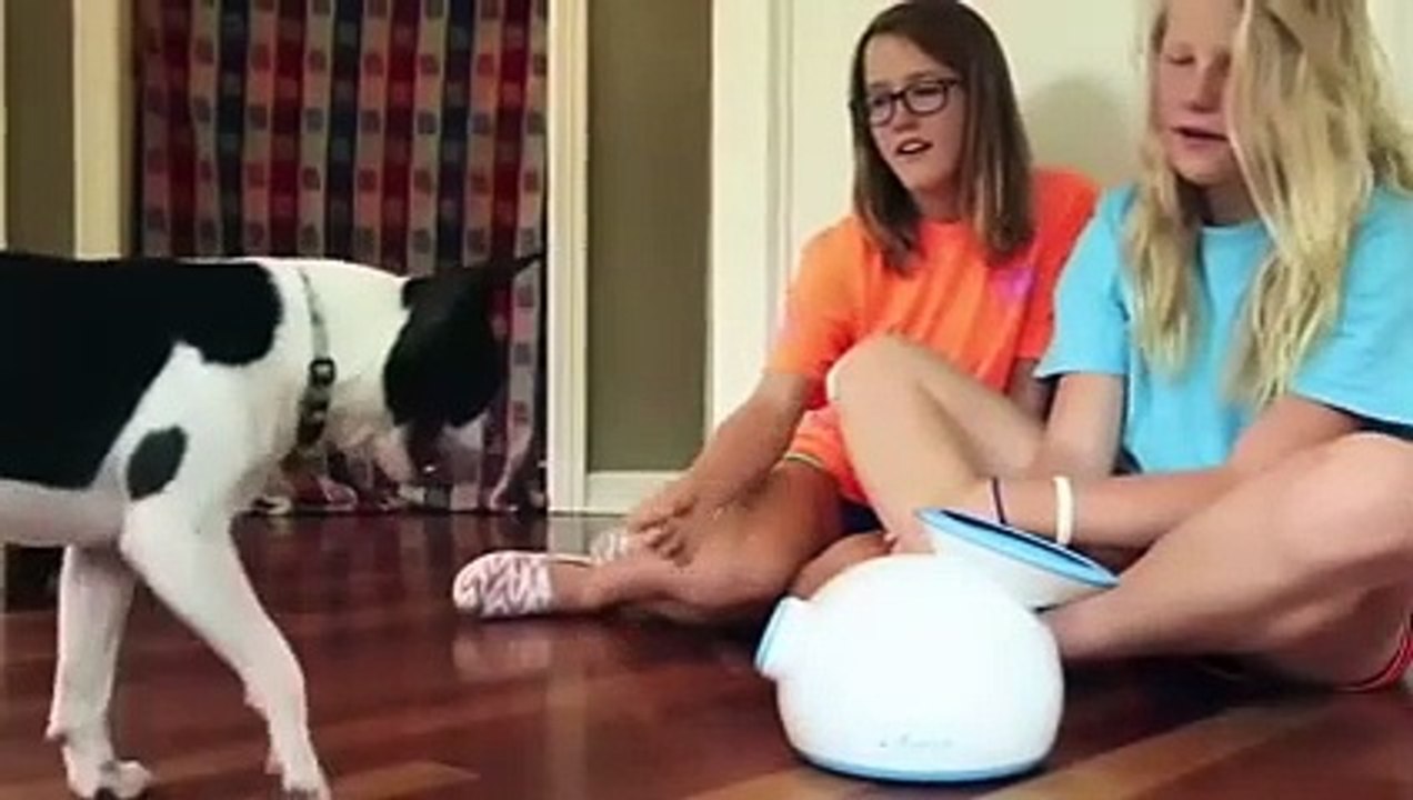 Un lanceur de balle qui a du chien !