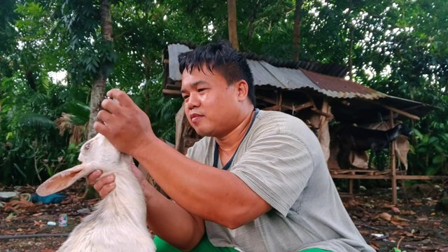 Ano ang Tamang Oras ng Pagpupurga ng mga Kambing? | Paano Magdeworm o Magpurga ng Kambing? 🐐✅