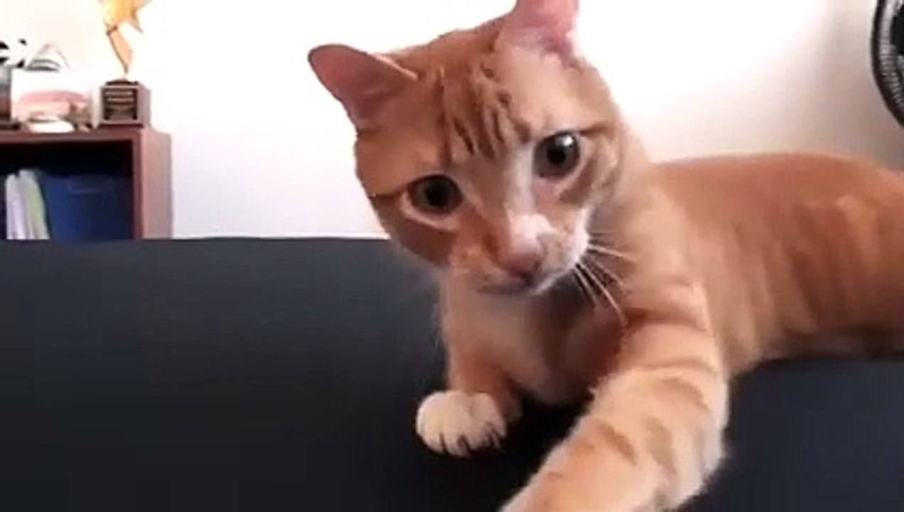 Quand faire son lit avec un chat joueur à proximité devient un vrai casse-tête