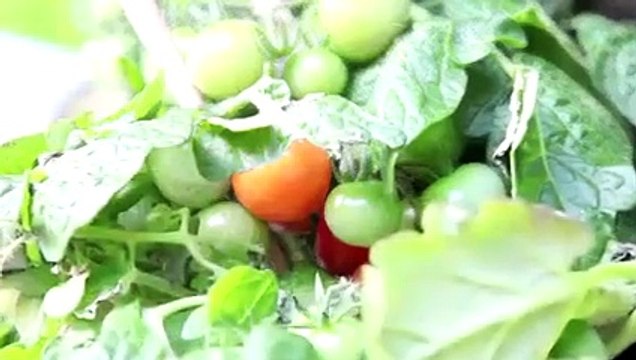 Jardins, Jardin : 6 astuces pour créer un potager hors-sol