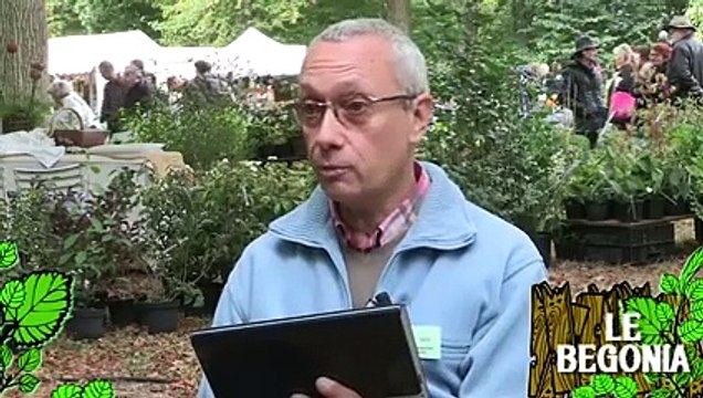 Soigner un bégonia dont les feuilles présentent des taches blanches