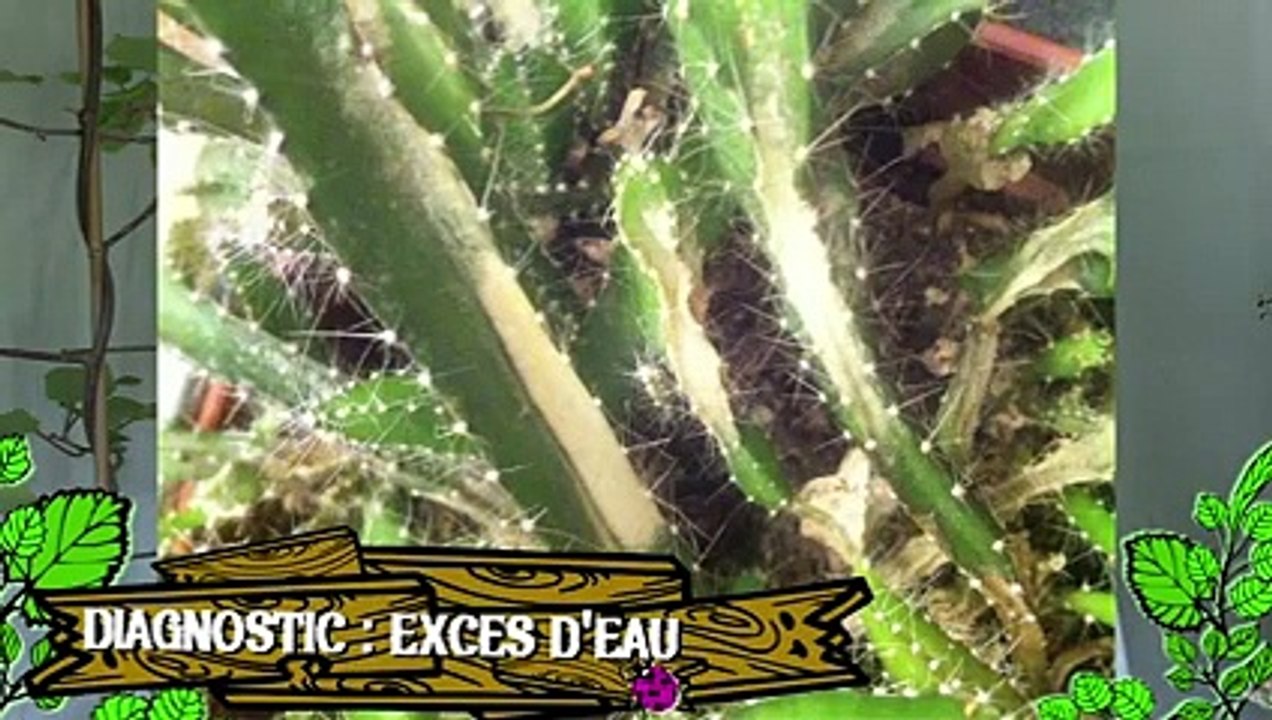 Soigner un cactus