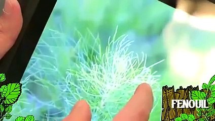 Soigner des plants de fenouil