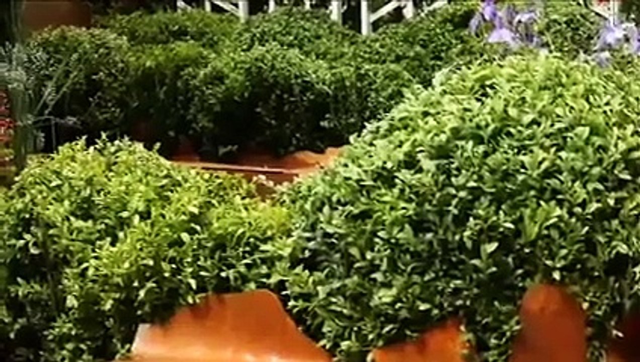 Jardins, Jardin : 5 clés pour se créer un jardin à la française