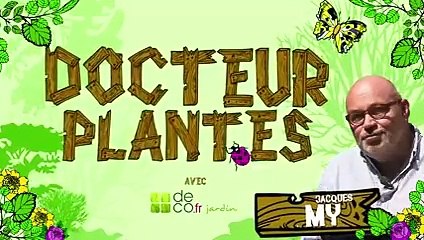 Soigner un rhododendron