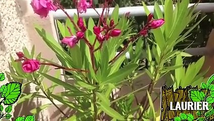 Soigner un laurier rose