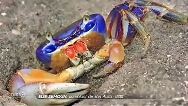 Elie Semoun, au volant de son Austin 1800 - Emission TURBO du 05/03/2017