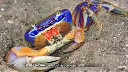 Elie Semoun, au volant de son Austin 1800 - Emission TURBO du 05/03/2017