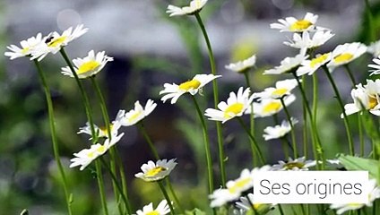 Huiles essentielles : la camomille romaine