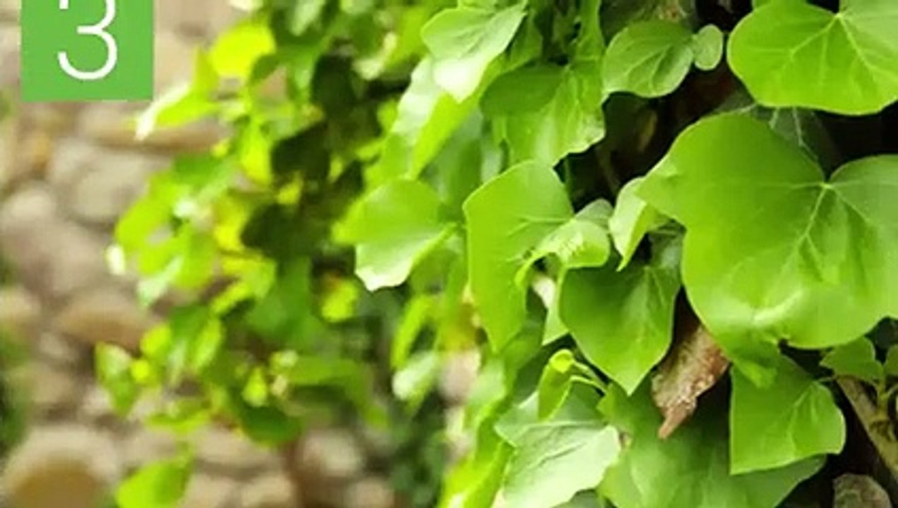 5 remèdes naturels contre la bronchite