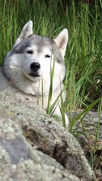 Husky dog best moments