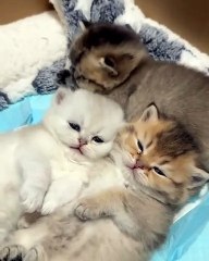 🌟 Get ready for a fur-tastic journey through the whimsical world of #PetsO