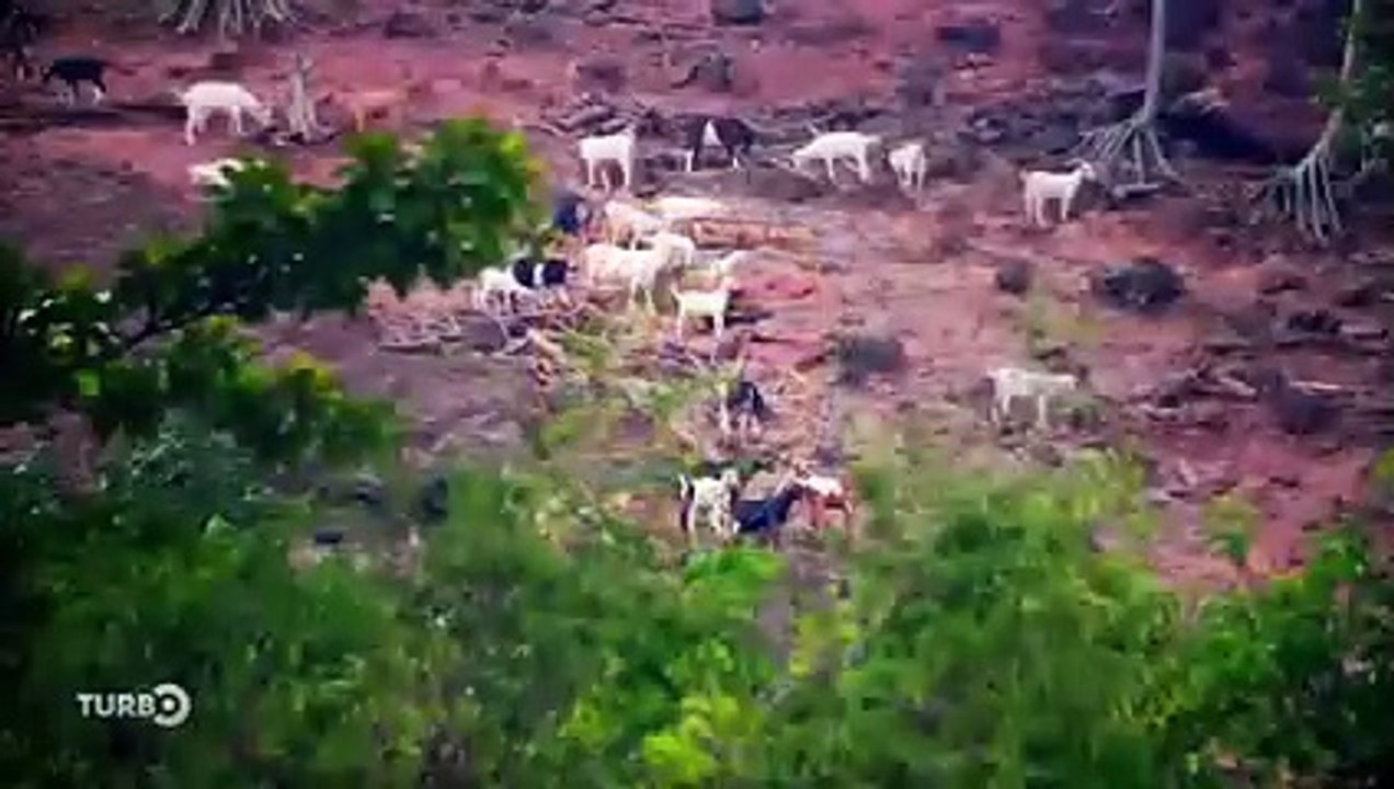 Porsche Cayenne E-Hybrid, un SUV de luxe sur les routes de tahiti - Extrait TURBO du 30/06/2019
