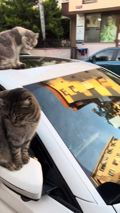 Stray Cats of Istanbul Surround Car __ ViralHog(720P_60FPS)