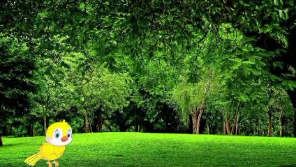 चंचल पक्षी की पूरी जानकारी: नाम, विशेषताएं और रहन-सहन 🐦