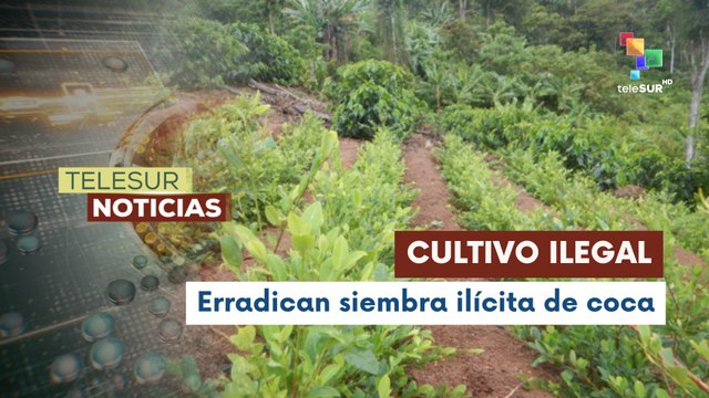 En Bolivia, autoridades destruyeron hectáreas de cultivos de coca en zonas prohibidas