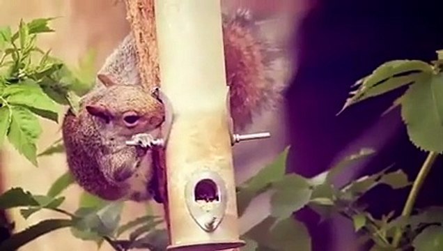 210 km/h : la tondeuse à gazon la plus rapide du monde