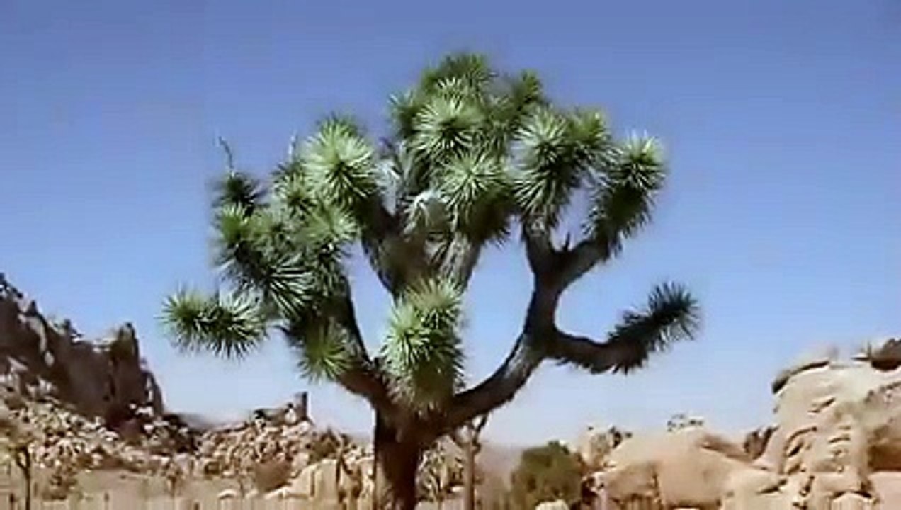 Porsche 911 Turbo et Turbo S Cabriolet : première vidéo officielle