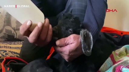 Uyutulsun denilen felçli oğlak ‘Mıstık’a gözü gibi bakıyor