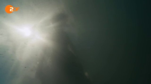 North Shore – Tod in Sydney Trailer DF