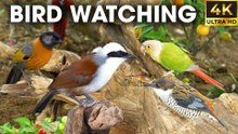 Birds and Squirrels Squabble Over Food - Video For Cats to Watch - CatTV Central