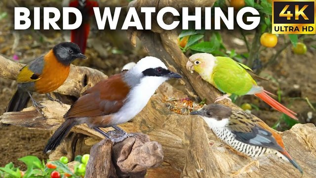 Birds and Squirrels Squabble Over Food - Video For Cats to Watch - CatTV Central