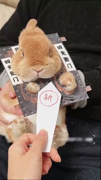 Person Measures Bunny's Teeth and Matches it With Bite Marks All Over House