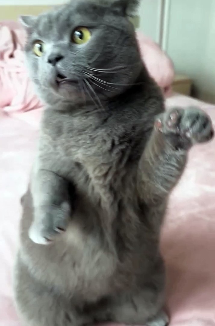 ⁣Cute animals❤️ #animals #shorts #pets