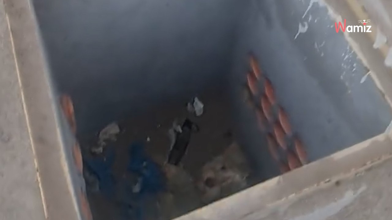 Kleiner Streuner hört nicht auf zu bellen: Dann schaut endlich jemand in das Loch neben ihm