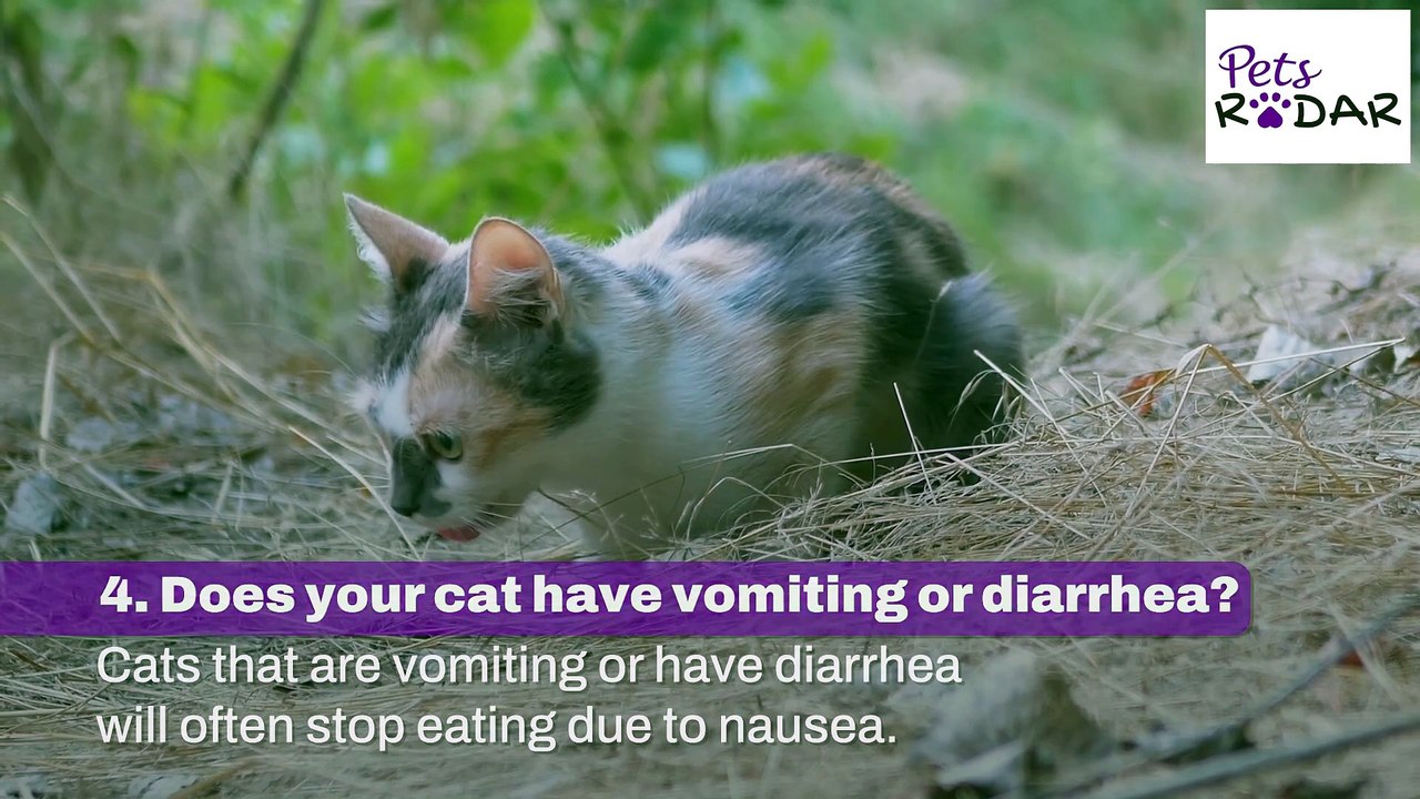 Things To Check When Your Cat's Not Eating