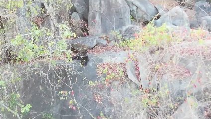 फिर दिखा काला तेंदुआ