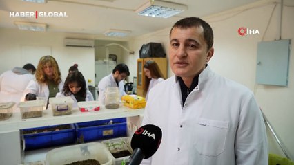 Bilim adamlarından organik atık yiyen siyah asker sineği böceği: "Yiyemedikleri hiçbir şey yok"